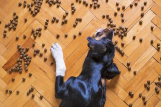 Croquettes premium light pour chien en surpoids dans une gamelle
