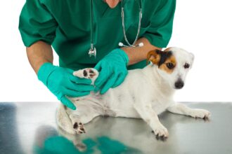 Conseils pour maintenir la santé des animaux de compagnie