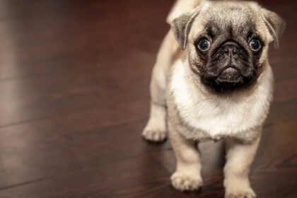 Les sujets les plus importants à propos des animaux domestiques